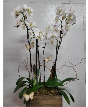 Premium orchids  Any occasion 