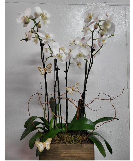 Premium orchids Any occasion