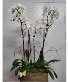 Premium orchids  Any occasion 