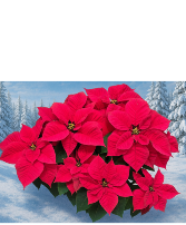 Premium Poinsettia Green and Blooming Plants