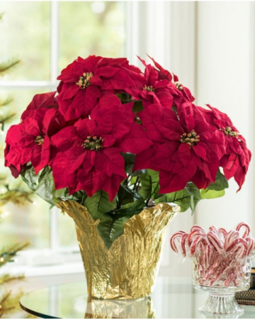 Premium Red Poinsettia  Flowering Plant