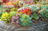 Premium Succulent Garden 