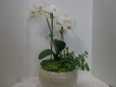 Premium White Phalaenopsis Orchid 