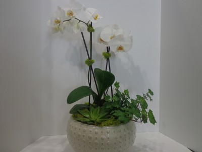 Premium White Phalaenopsis Orchid 