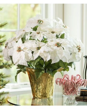 Premium White Poinsettia Flowering Plant