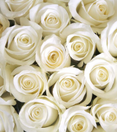 Premium White Roses Available in 1 Dozen, Two Dozen or 3 Dozen