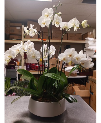 Premium White Orchid Garden  Plant