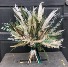 Preserved Floral Mix Designers Choice Preserved