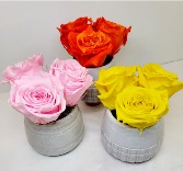  Preserved "Forever" Roses In  Modern Pot Available in Orange or Yellow