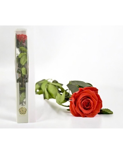 Preserved Long-Stem Rose – A Timeless Expression o 