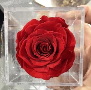 Preserved Rose in Acrylic Box 