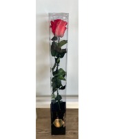 Preserved Rose Stem Gift Box Preserved Roses