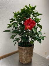President Red Hibiscus Plant