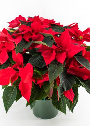 SOLD OUT - Prestige Red Poinsettia 