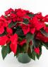 Prestige Red Poinsettia 