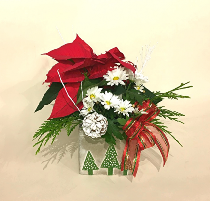 Pretty Christmas Mumsettia Christmas Planter