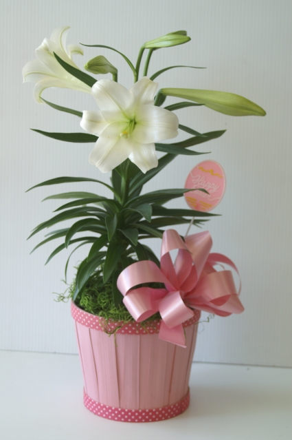 Pretty in Pink - Easter Lily Arrangement B27-4429