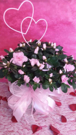 Pretty in Pink Azalea