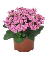 Pretty in Pink Kalanchoe Blooming Plant