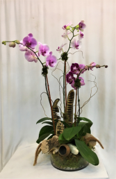 Pretty in Pink Orchid Arrangement