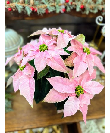 Pretty in Pink Poinsettia in Fairview, OR | QUAD'S GARDEN - Home to Trinette's Floral Pretty in Pink Poinsettia in Fairview, OR | QUAD'S GARDEN - Home to Trinette's Floral