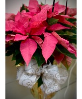 Pretty in Pink Poinsettia 