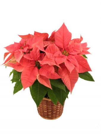 Pretty in Pink Poinsettia Blooming Plant in Roy, UT | Reed Floral Design