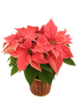 Pretty in Pink  Poinsettia