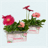 Pretty Petals Potted Gerbera Daisy Plant