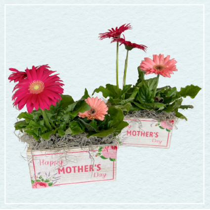 Pretty Petals Potted Gerbera Daisy Plant