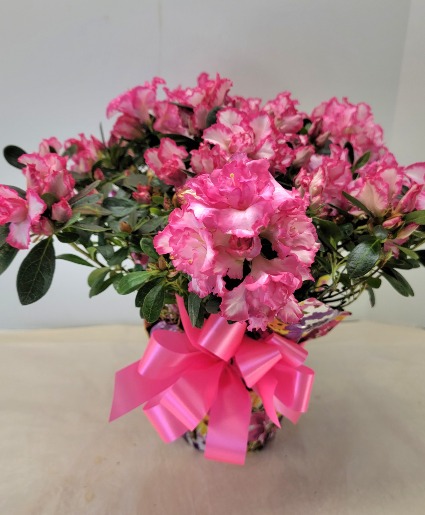Pretty Pink Azalea Plant
