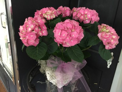 Pretty Pink Hydrangea Plant LIMITED QUANTITIES