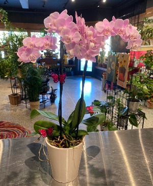 Pretty Pink Orchid & Butterflies Non-Toxic Blooming Plant 