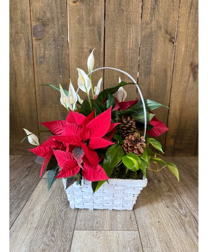 Pretty Poinsettias Dish Garden Plant