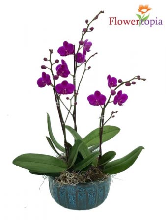Pretty Purple Mini Orchid Plant