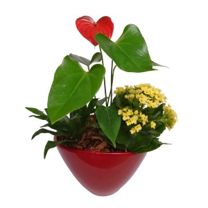 Mother's Day Dish Garden Plant 