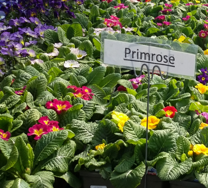 Primrose Perennial - Full sun - light shade