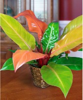 Prince of Orange Philodendron 