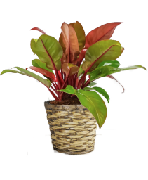 Prince of Orange Philodendron 