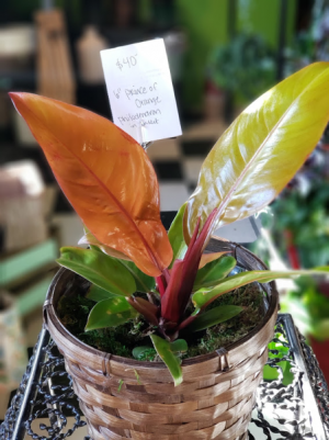 6" Prince of Orange Philodendron Plant