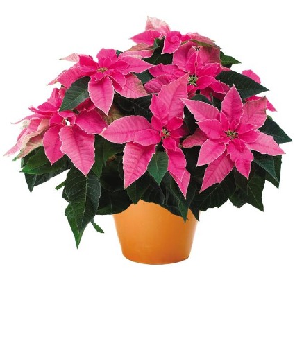 Princettia Pink Poinsettia Blooming Plant