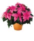 Princettia Pink Poinsettia Blooming Plant