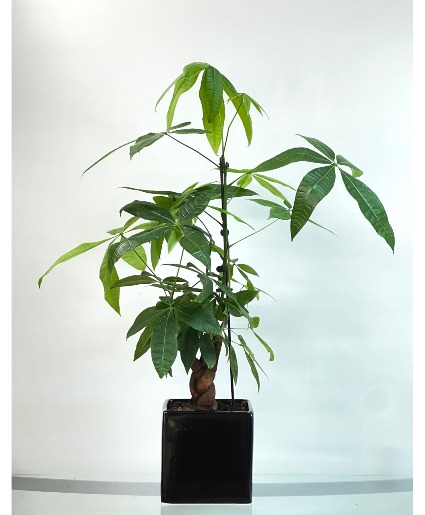 Prosperity Money Tree House Plant
