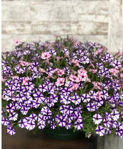 Proven Winner Supertunia Mini Pink/Violet Star Full Sun Hanging Basket 