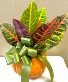 Pumpkin Croton Plant