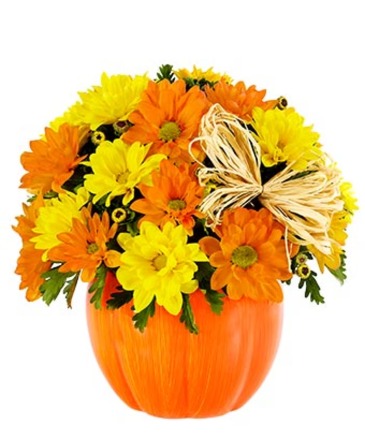 Pumpkin Daisies  in Vacaville, CA | Vior Floral Art