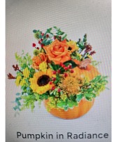 Pumpkin in Radiance Stylized