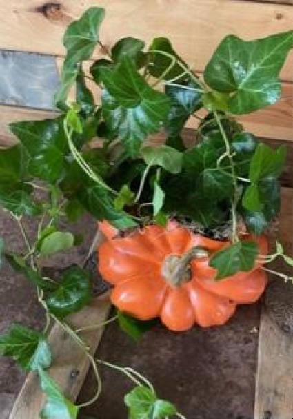 pumpkin ivy plant