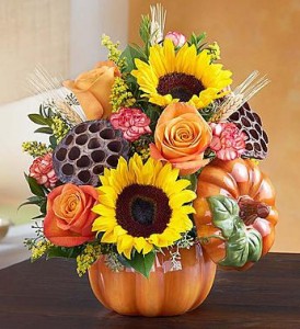 Pumpkin n " Posies Roma florist 