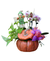 Pumpkin Orchard 
